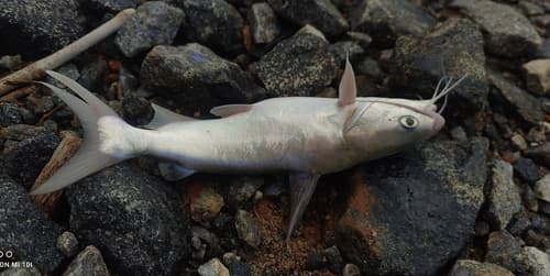 Blacktip Sea Catfish