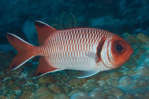 Blacktip Soldierfish