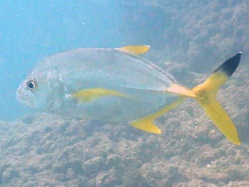 Blacktip Trevally