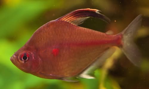 Bleeding Heart Tetra