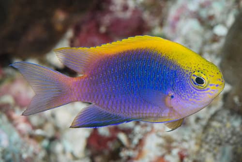 Bleeker's Damselfish