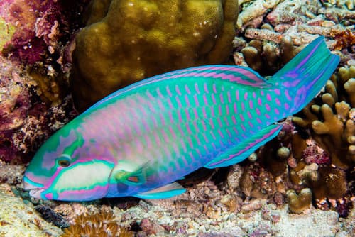 Bleeker's Parrotfish