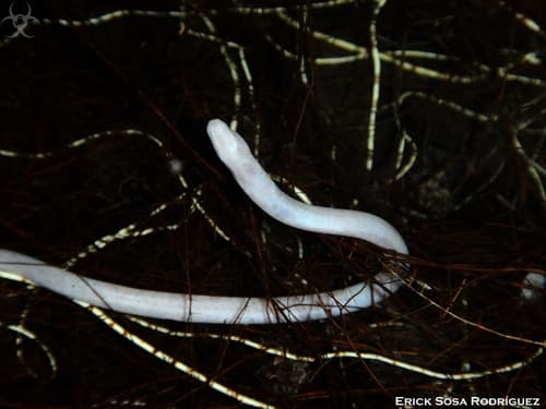 Blind Swamp Eel