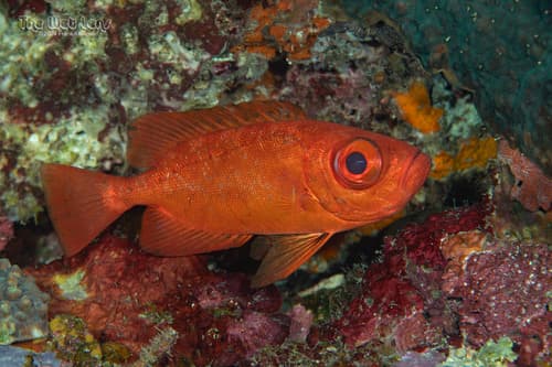 Bloch's bigeye