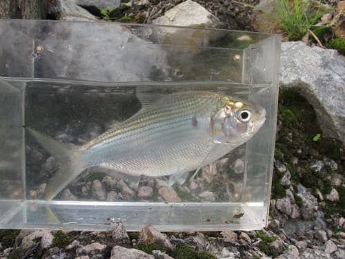 Bloch's Gizzard Shad