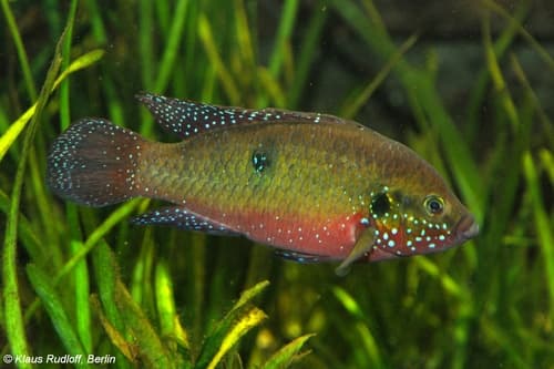 Blood-red Jewel Cichlid