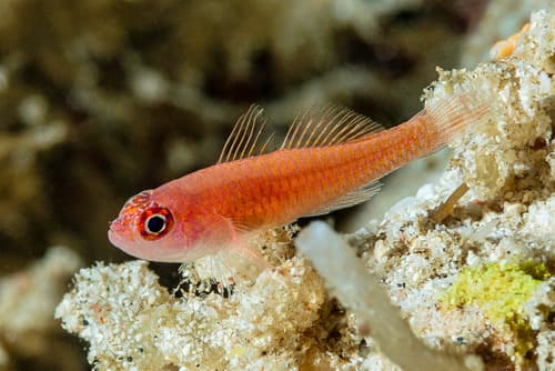 Bloodspot Pygmygoby