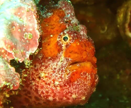 Bloody Frogfish