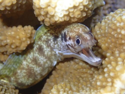 Blotch-necked Moray