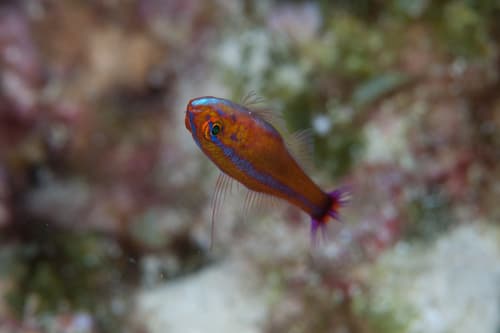 Blotch-tailed Pygmygoby