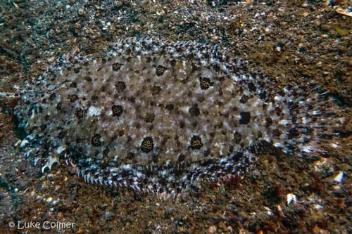 Blotched Flounder