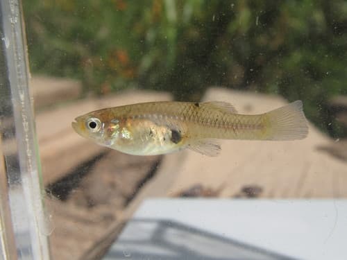 Blotched Gambusia