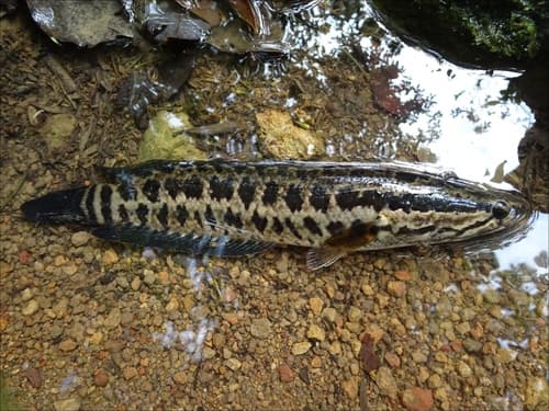 Blotched Snakehead