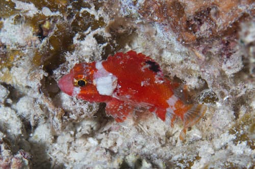 Blotchfin Scorpionfish