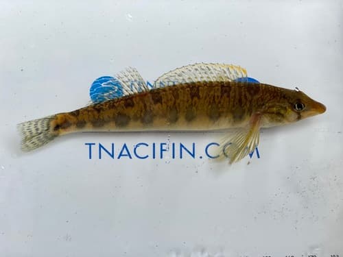 Blotchside Logperch