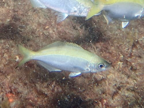 Blowhole Perch