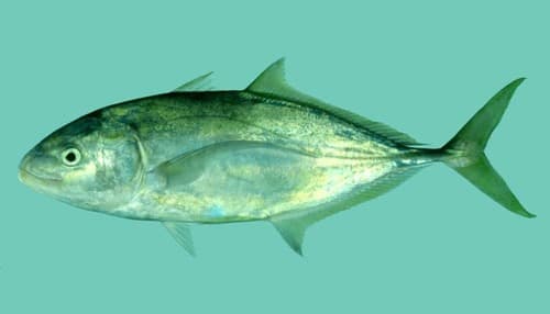 Bludger Trevally
