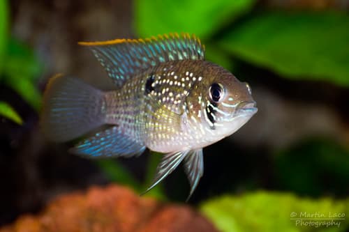 Blue Acara