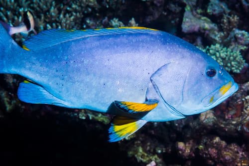 Blue-and-yellow Grouper