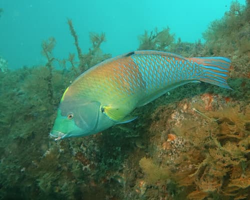 Blue-and-yellow Wrasse