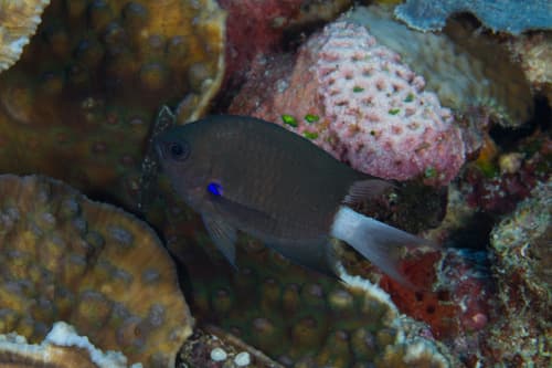 Blue-axil Chromis