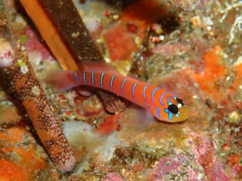 Blue Banded Goby