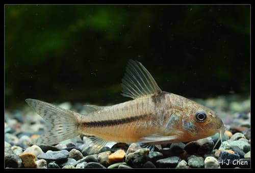 Blue Corydora