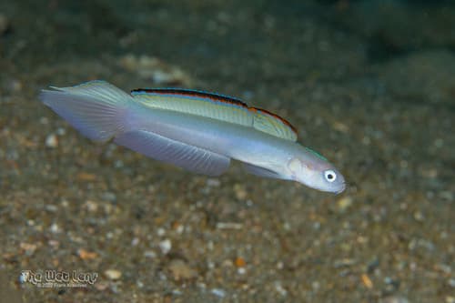 Blue Dartfish
