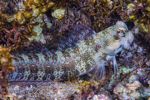 Blue-dashed Rockskipper