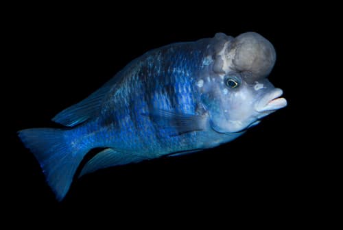 Blue Dolphin Cichlid