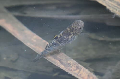 Blue-eyed Mulletgoby