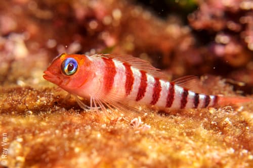 Blue-eyed Triplefin