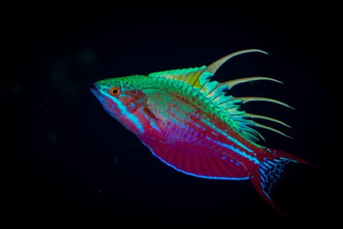 Blue Flasher Wrasse
