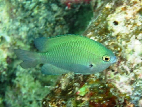 Blue-green Damsel