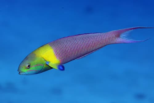 Blue-headed Wrasse