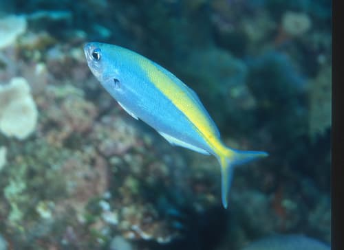 Yellow-stripe Fusilier