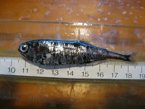 Blue Lanternfish