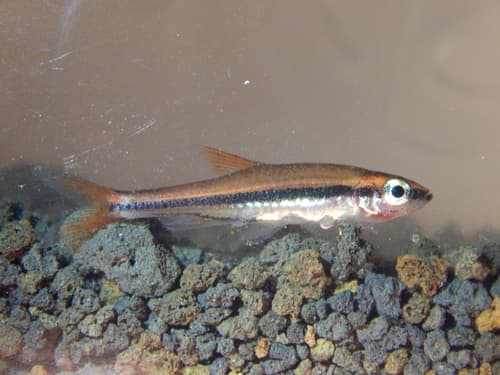 Blue-lined Rasbora