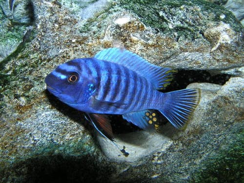 Blue Mbuna