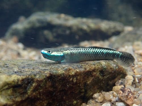 Blue Neon Goby