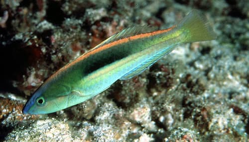 Blue-nose Wrasse