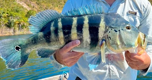 Blue Peacock Bass