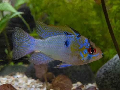 Blue Ram Cichlid