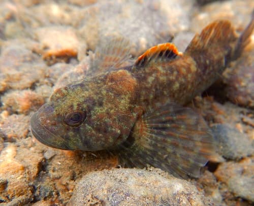 Blue Ridge Sculpin
