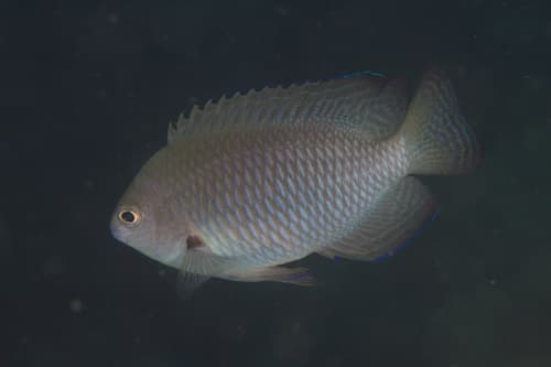 Blue-scribbled Damsel