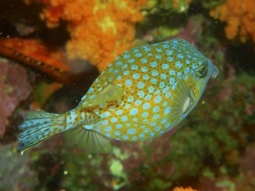 Blue-spotted Boxfish