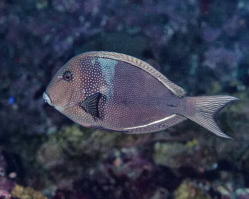 Blue-spotted Bristletooth