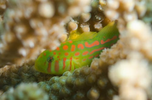 Blue-spotted Coral-goby
