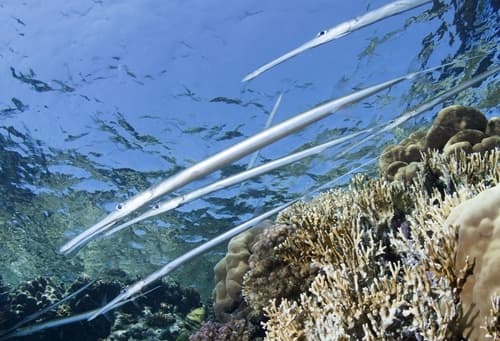 Blue-spotted Cornetfish