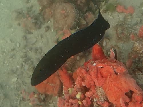 Blue-spotted Dottyback